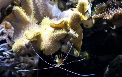 shrimp coral plankton