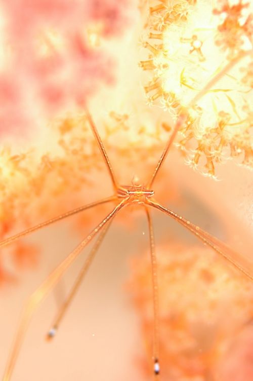shrimp underwater life sea