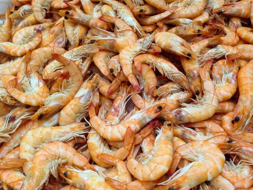 shrimp crustaceans sea