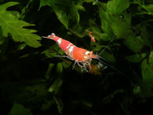 shrimp aquarium creature