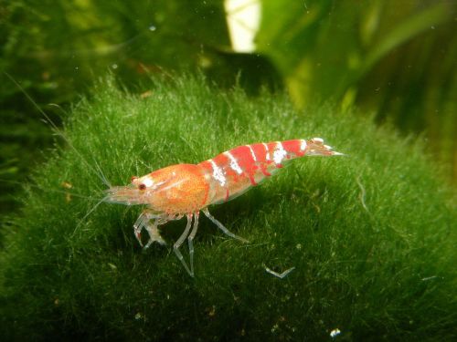 shrimp moss ball aquarium