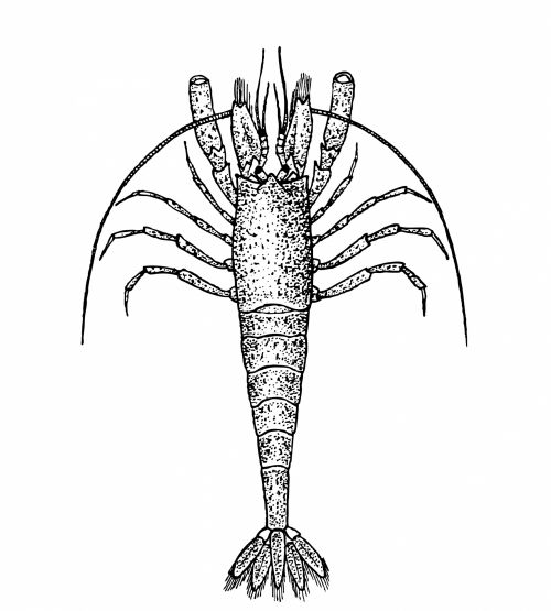 Shrimp Clipart Illustration