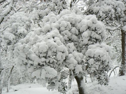 shrub snow winter