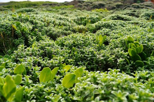 shrub seaside green