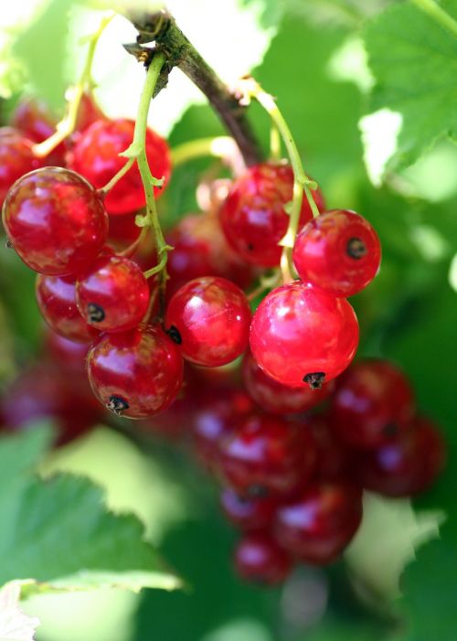 shrub currants fruit