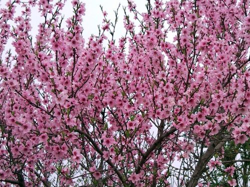 shrub pink leaves