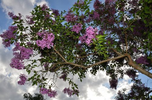 shrub lilac bloom