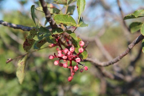 shrub  fruit wild  berries