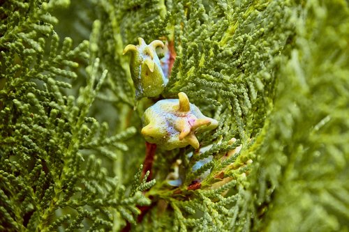 shrub  garden  outbreak