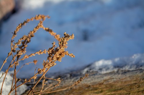 shrub  winter  branch