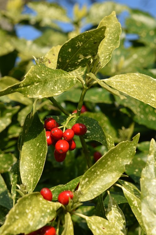 shrub  small fruit tree  fruit red color
