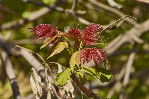 shrub  leaves  plant