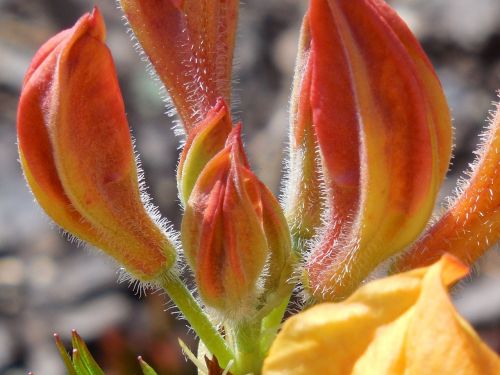 shrub azalea nature