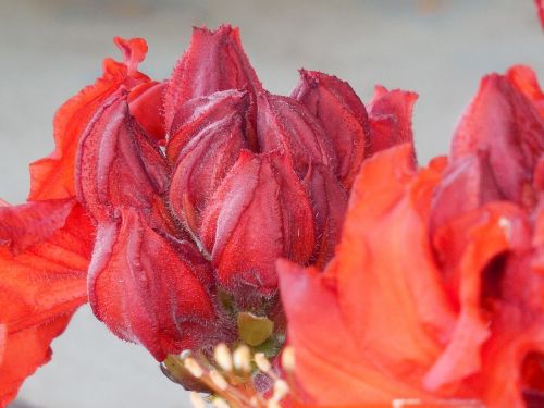 shrub azalea nature