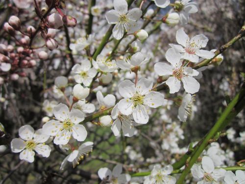 shrub blooming blossoms