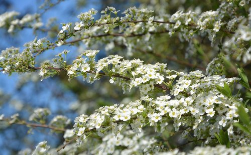 shrub flower  tree  spring season