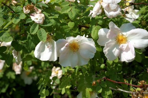 shrub rose unfilled white flowers