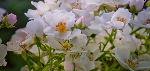 shrub rose  rose  white