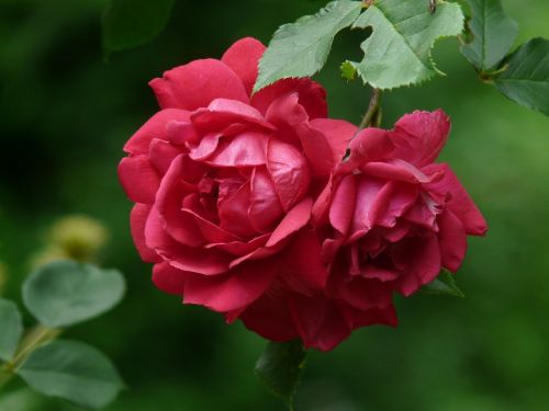 shrub rose red rose