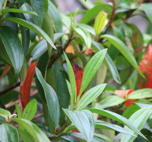 Shrub With Red Leaves