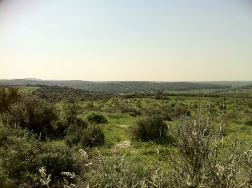 shrubs green landscape