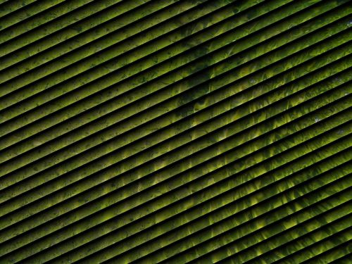 shutter green ripple