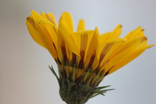shuttle yellow flower