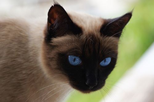 siam siamese cat cat