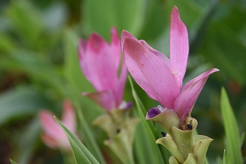 siam tulip  flower  pink flower