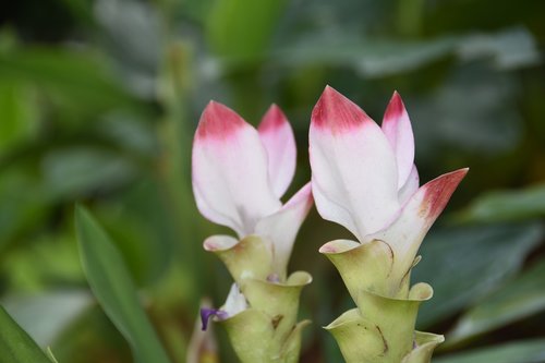siam tulip  flower  white flower