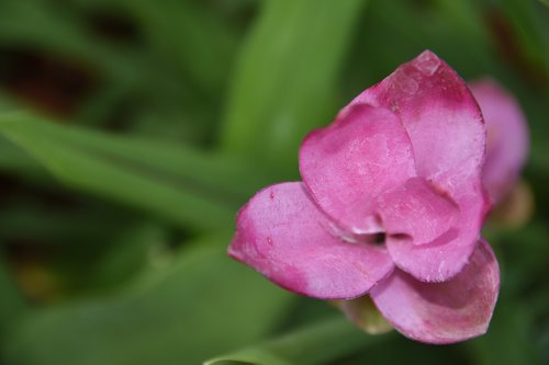 siam tulip  flower  pink flower