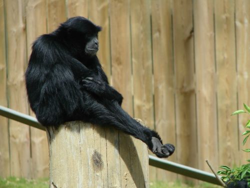 siamang gibbon primate