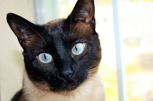 cat siamese black face