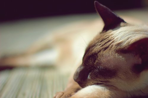 siamese  siamese cat  cat