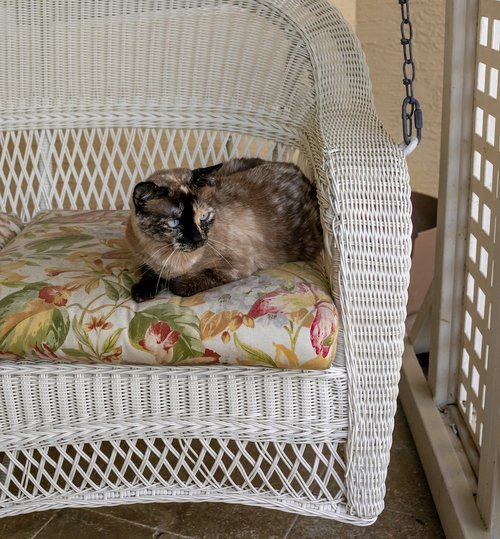 siamese  cat  outdoors