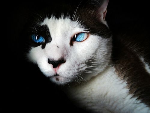 siamese blue eyes cute