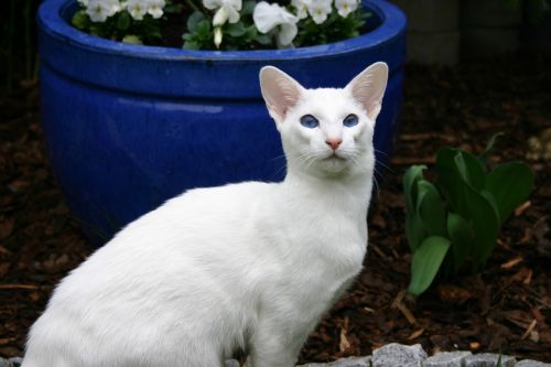 siamese cat white fur pet