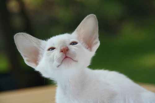 siamese cat cat kitten