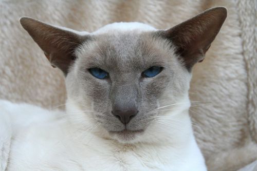 siamese cat cat blue eye