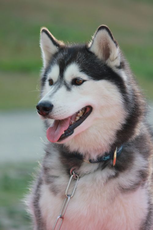 siberian husky nature