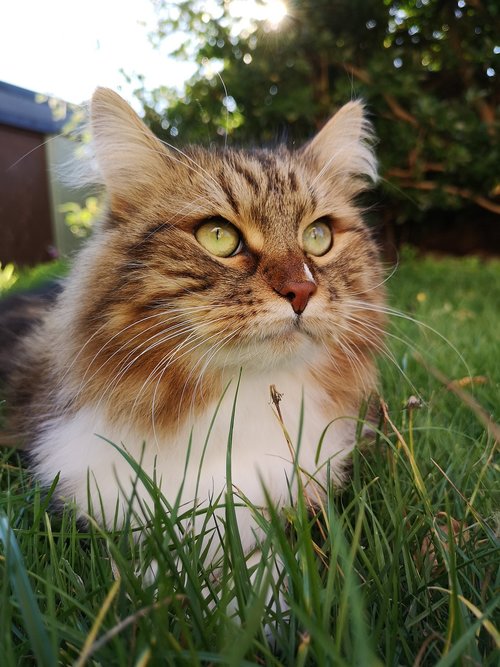 siberian cat  cat  animal