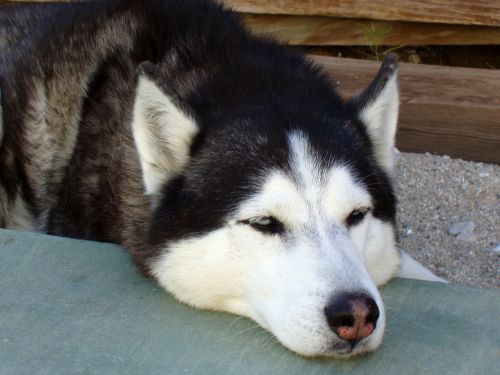siberian husky sleeping dog