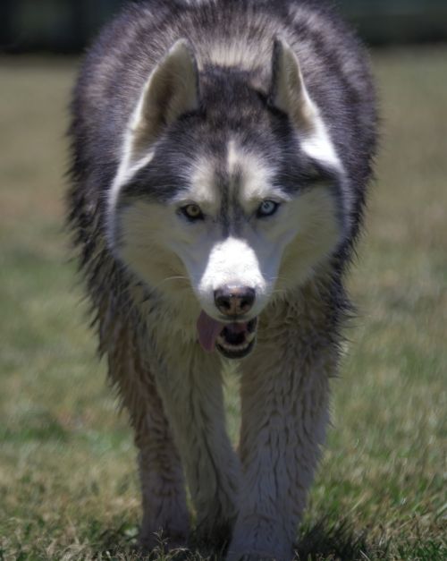 siberian husky husky dog