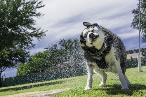 siberian husky husky dog