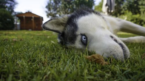 siberian husky husky dog