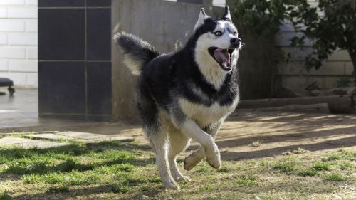 siberian husky husky dog