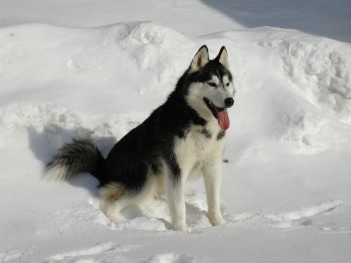 siberian husky snow dog