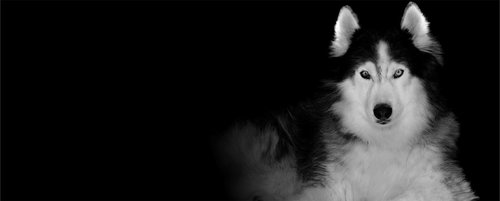 siberian husky  dog  wolf