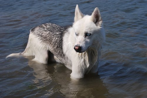 siberian husky  dog in water  dog wet