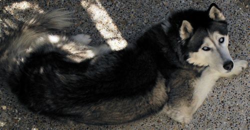 siberian husky resting quito ecuador